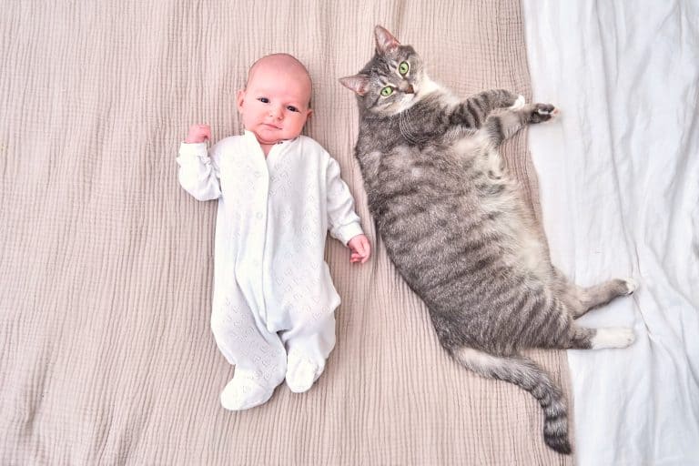 ¿El pelo de gatos y perros es malo para el bebé?