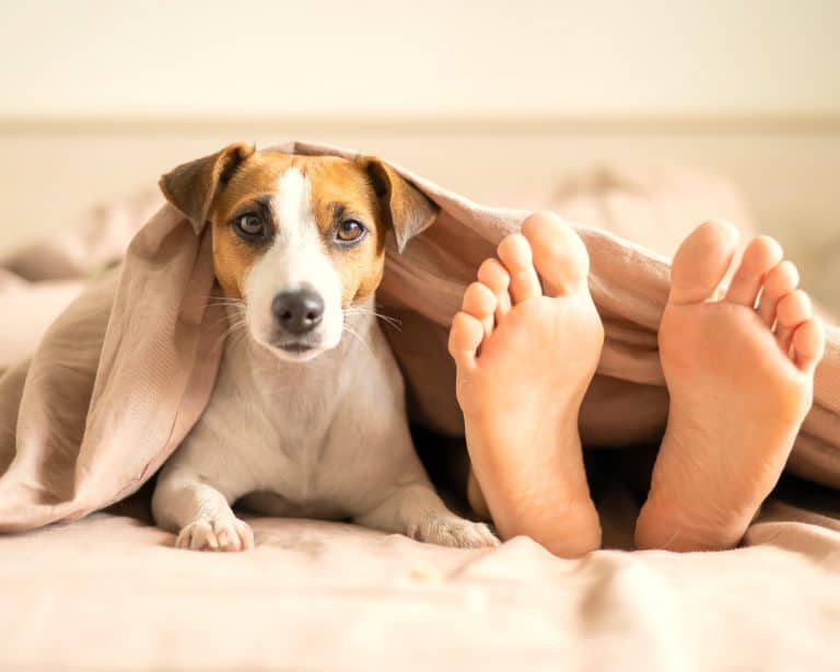 ¿El pelo de gatos y perros es malo para el bebé?