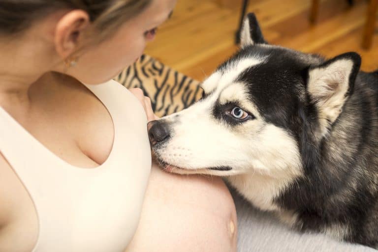 ¿Cómo preparar a un perro para la llegada de un bebé?