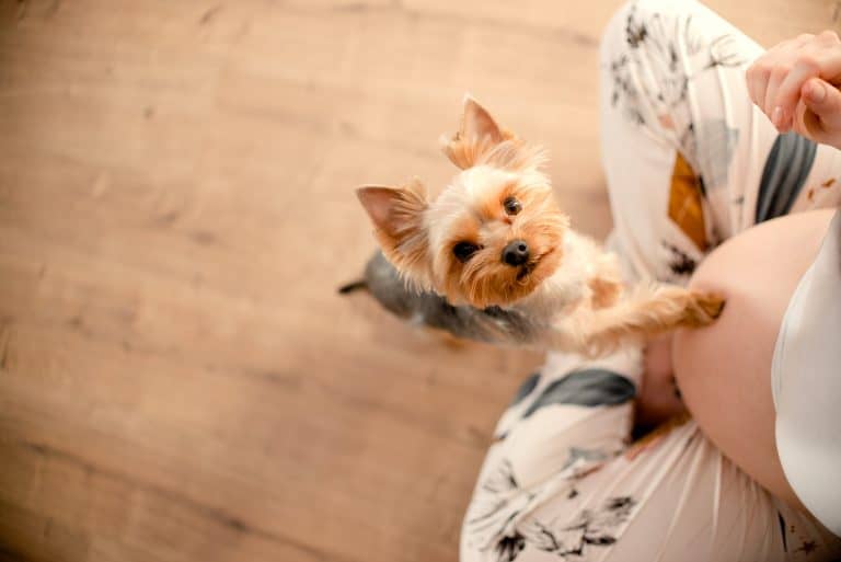 preparar a un perro para la llegada de un bebé