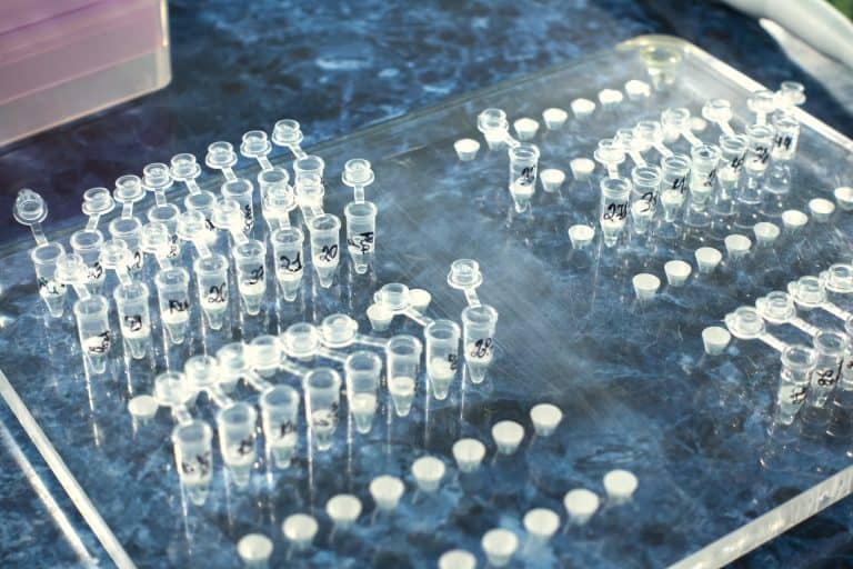 Empresas españolas lanzan PCR para detectar la viruela del mono