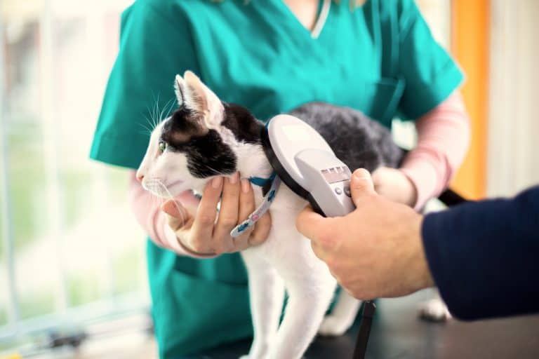 DNI para animales: Qué cambios conlleva la nueva ley