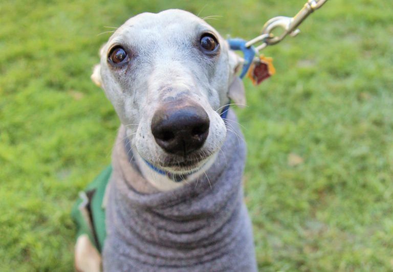 Galgos y niños: ¿Cómo es tener un galgo en casa?
