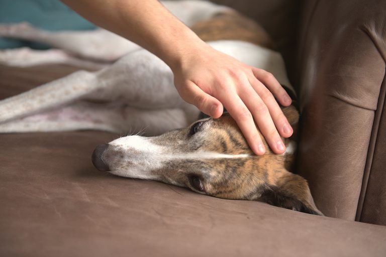Galgos y niños: ¿Cómo es tener un galgo en casa?