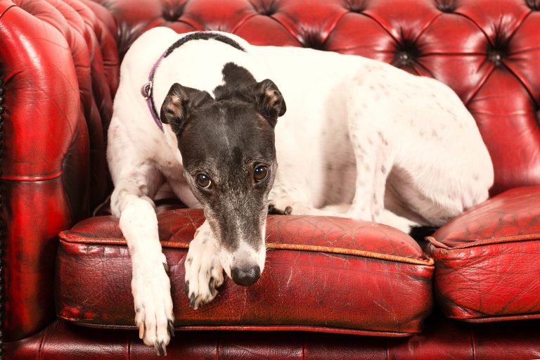 Galgos y niños: ¿Cómo es tener un galgo en casa?