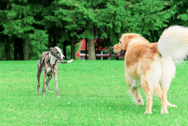 Galgos y niños: ¿Cómo es tener un galgo en casa?