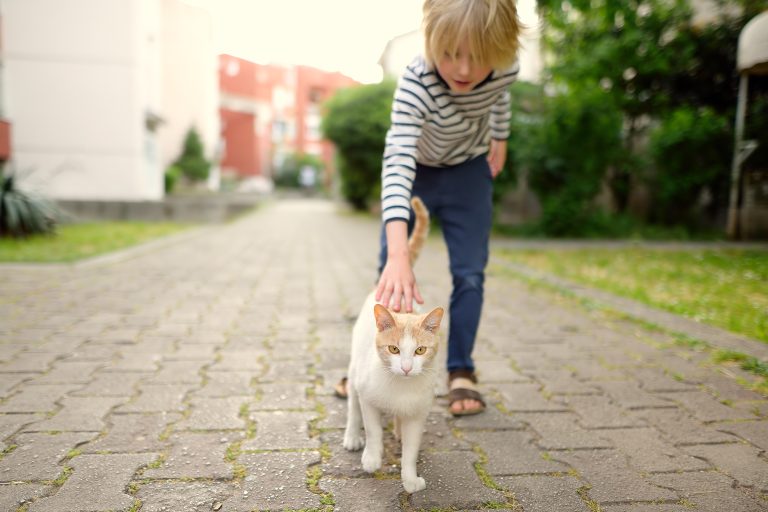 ley de bienestar animal Ley de Bienestar Animal 2023: Cambios para las familias