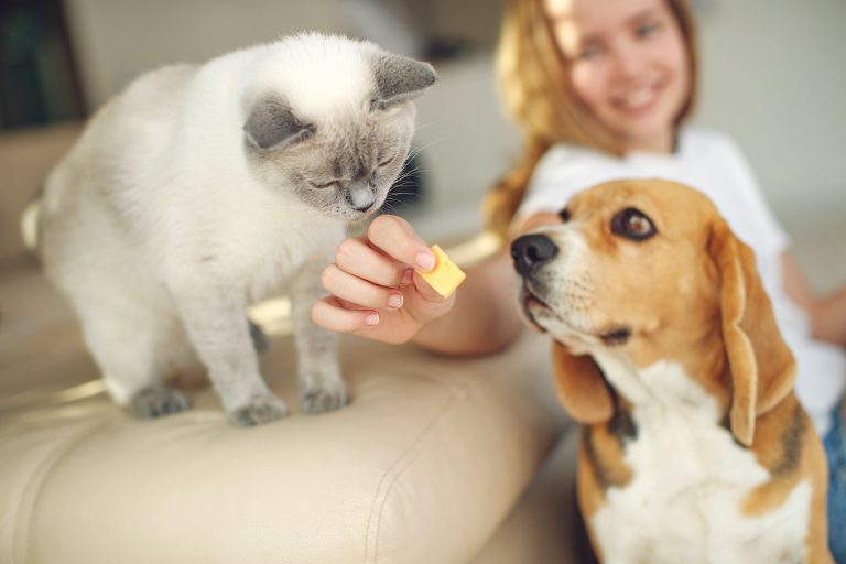 Ley de Bienestar Animal 2023: Cambios para las familias