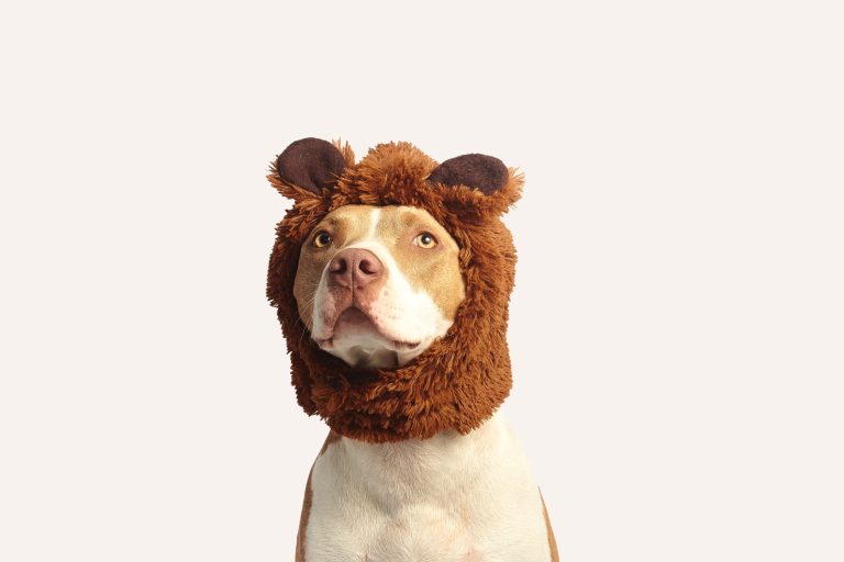 ley de bienestar animal ley de bienestar animal