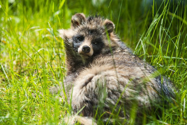 origen de la pandemia El origen de la pandemia: Un perro mapache infectado