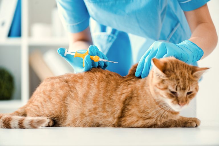 DNI para animales obligatorio DNI para animales obligatorio: Qué es y cómo funciona