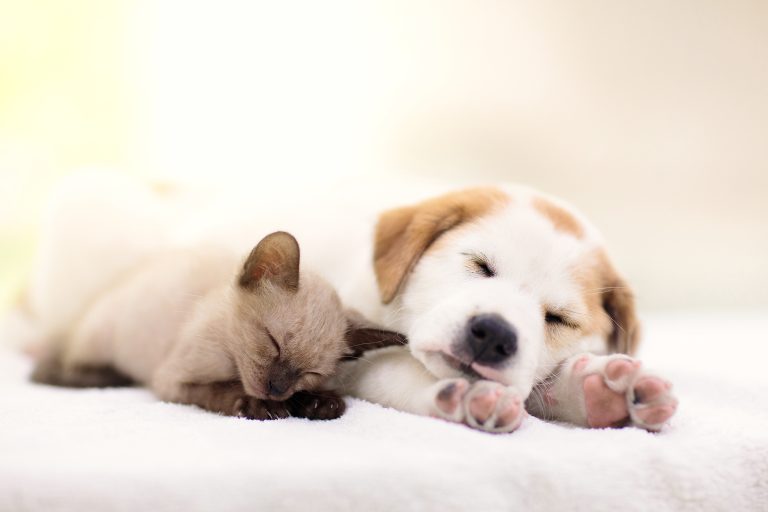 DNI para animales obligatorio DNI para animales obligatorio: Qué es y cómo funciona
