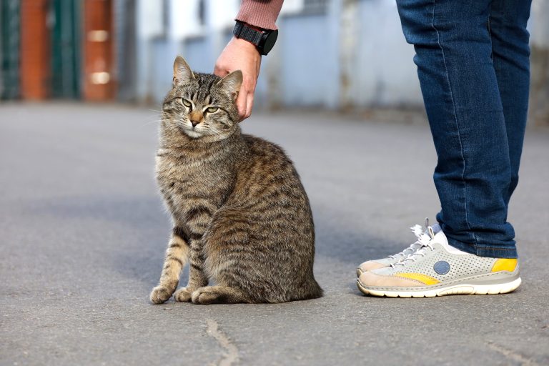 gatos Especial Familias con animales: Los "gatos callejeros"