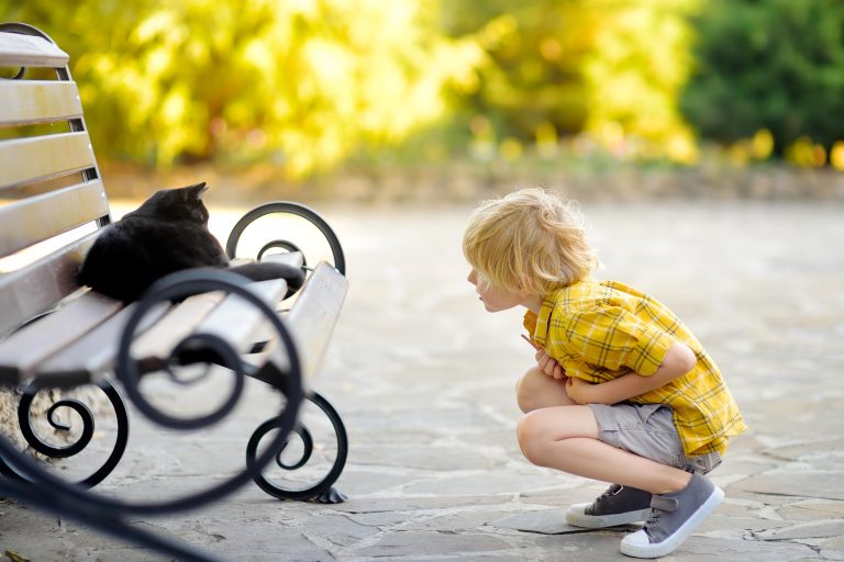 gatos Especial Familias con animales: Los "gatos callejeros"
