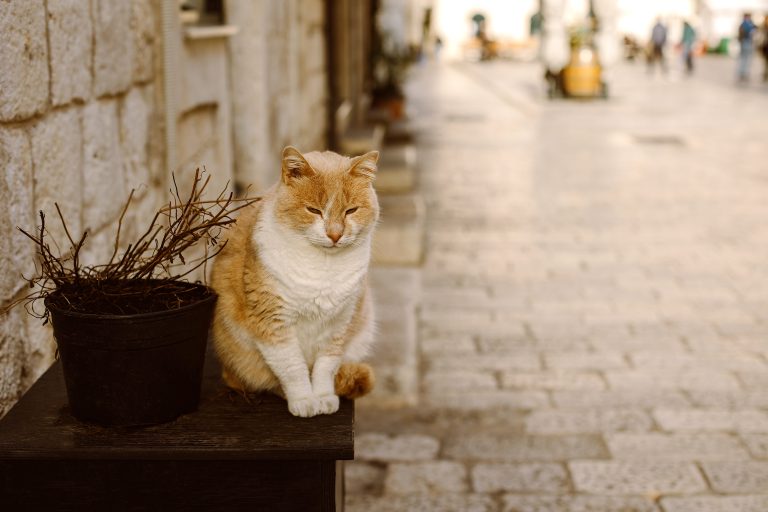 Toxocara Especial Familias con animales: Los "gatos callejeros"