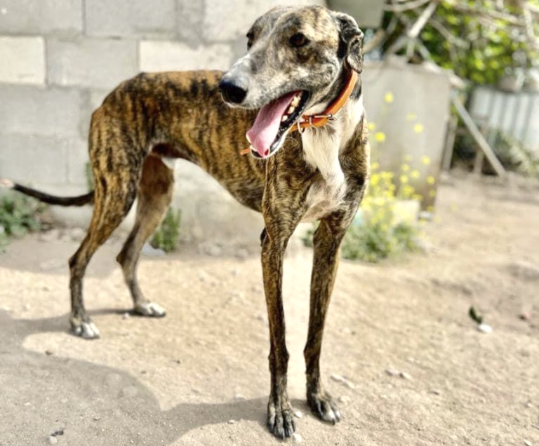 Consejos para familias que quieren adoptar un perro