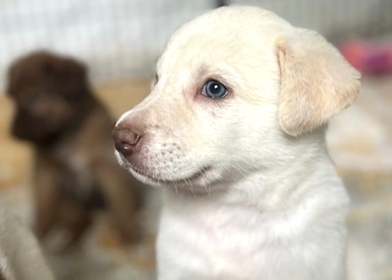 Consejos para familias que quieren adoptar un perro