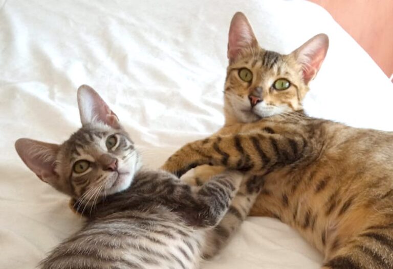 Consejos a la hora de adoptar un gato