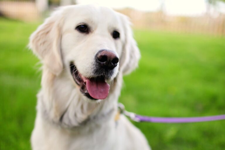 perros de terapia estudiantes Los perros de terapia reducen el estrés de los estudiantes