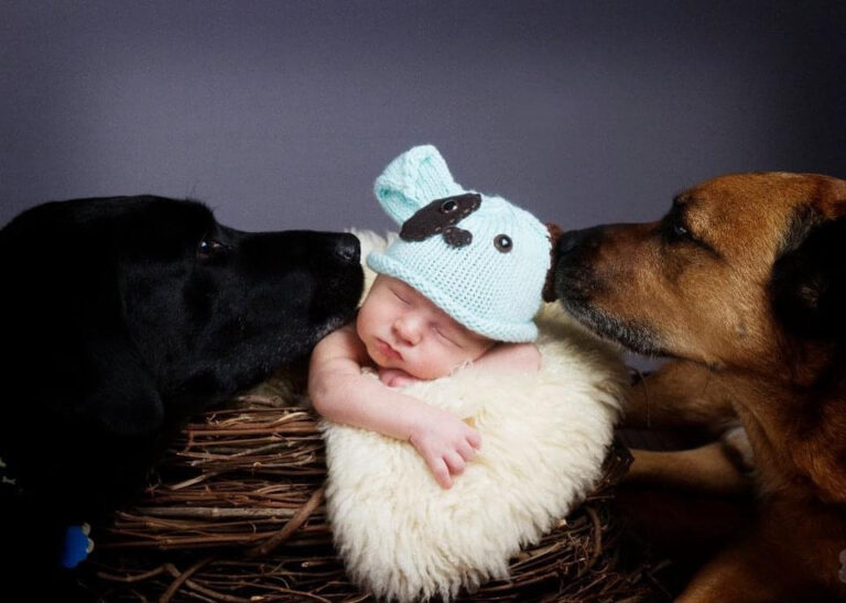 Niño crea ONG Niño crea ONG y logra salvar a casi 5.000 animales